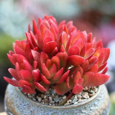 火祭多肉植物老桩图片