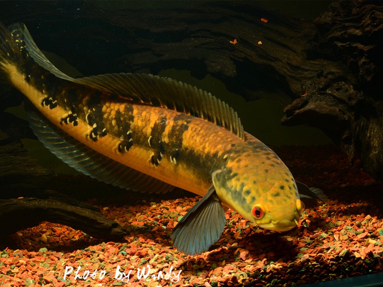 雷龙鱼黑魔神现货包邮各流域合集大型鱼淡水鱼观赏鱼凶猛鱼热带鱼