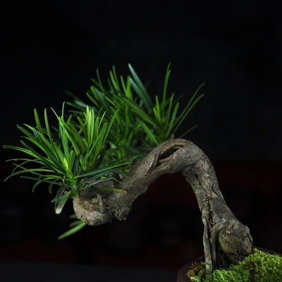 罗汉松盆景小盆栽小型图片