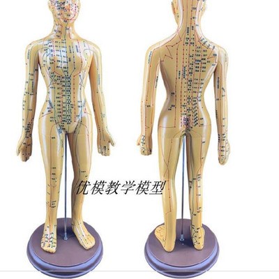 五脏六腑小人筋络50cm人体家用模人体经络人模型彩色