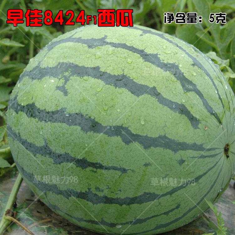 种8424早佳西瓜子 薄皮小圆 懒汉 四季 西瓜种子高产甜早熟甜瓜