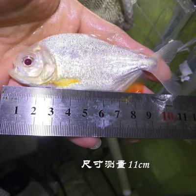银鱼热带新手红眼大白观赏鱼-白淡水板鲳鱼.1练9手鱼子皮实混养