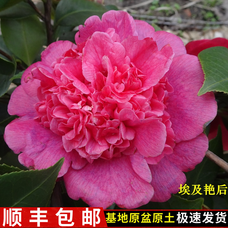 埃及艳后茶花树苗紫色牡丹型大型花名贵稀有品种阳台花卉绿植福建