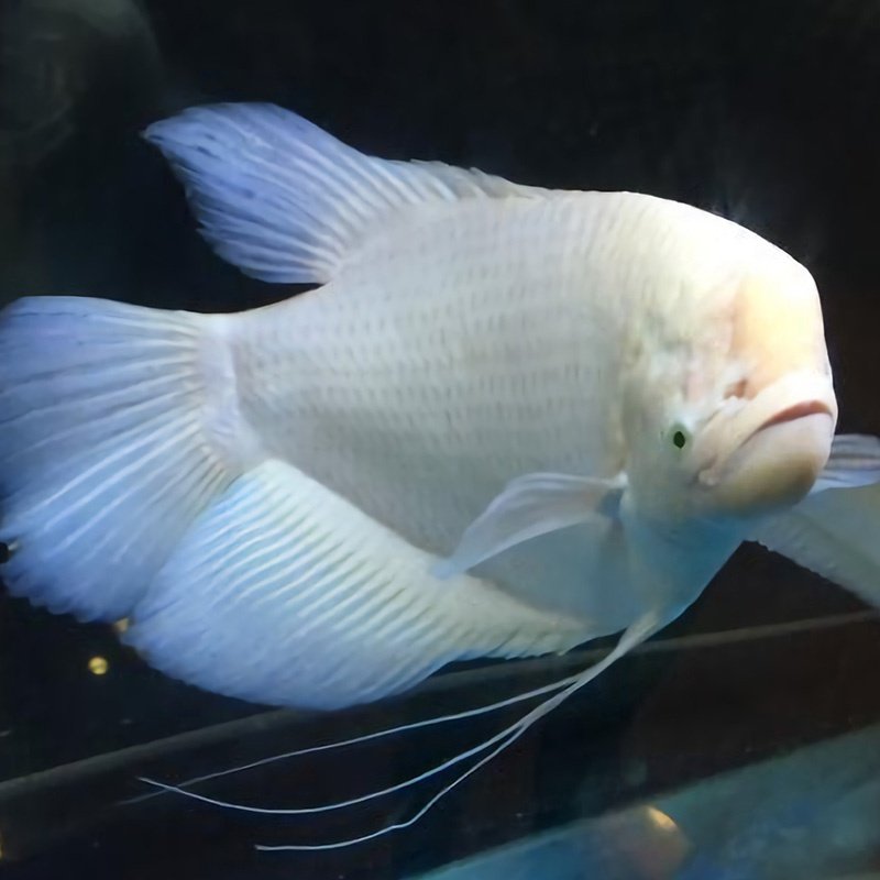 热销招财鱼活体战船