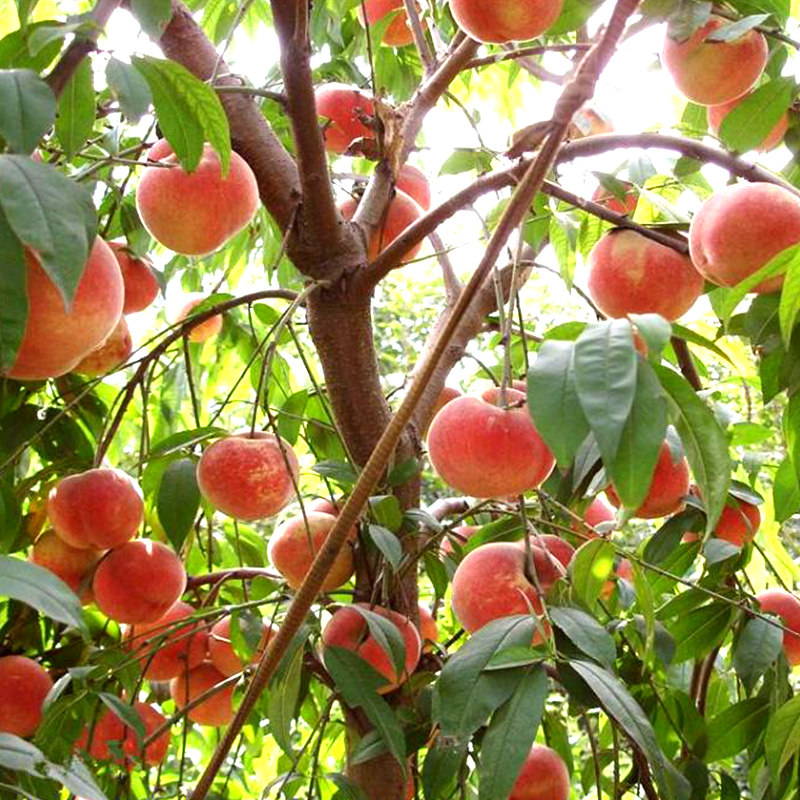 南北方当年结果黄桃树苗果树苗盆栽水蜜桃特大脆桃桃树地栽嫁接苗