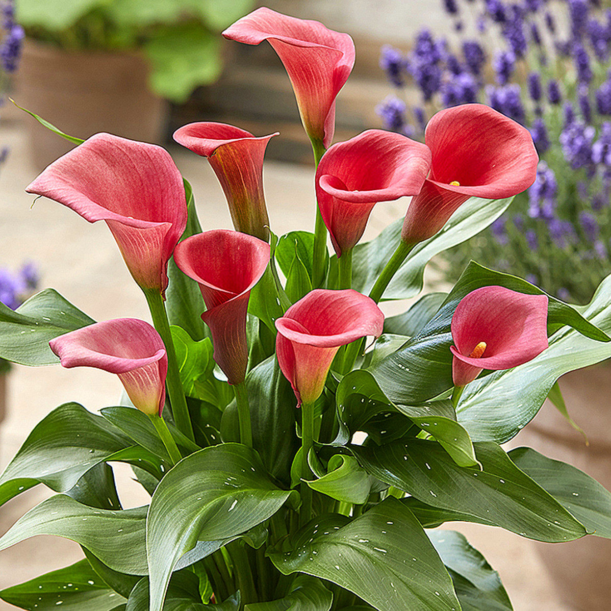 马蹄莲种球彩马球根土培花卉盆栽彩色植物绿植室内阳台庭院耐寒花