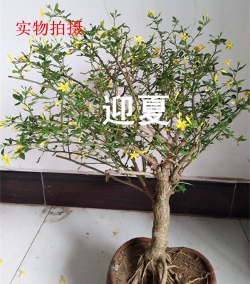 探春花迎夏花盆景迎春花花苗盆栽阳台制作盆景w别墅庭院地栽图片