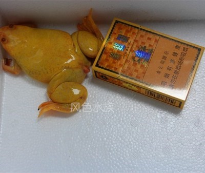 小金蟾活体图片