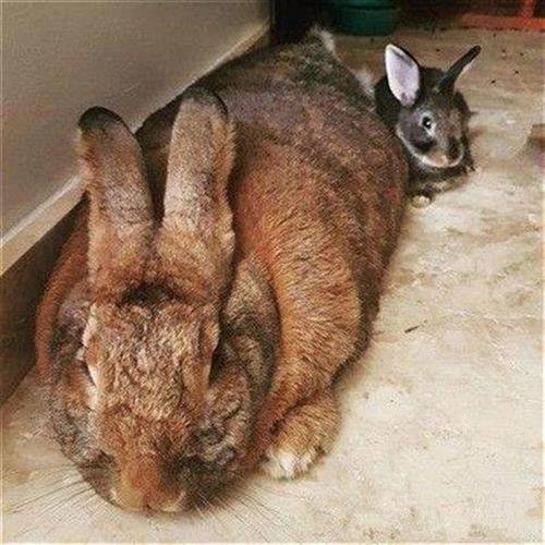 巨型兔子 大型 超大流r士u比利时活物肉兔公母一只v成年喜玛拉雅
