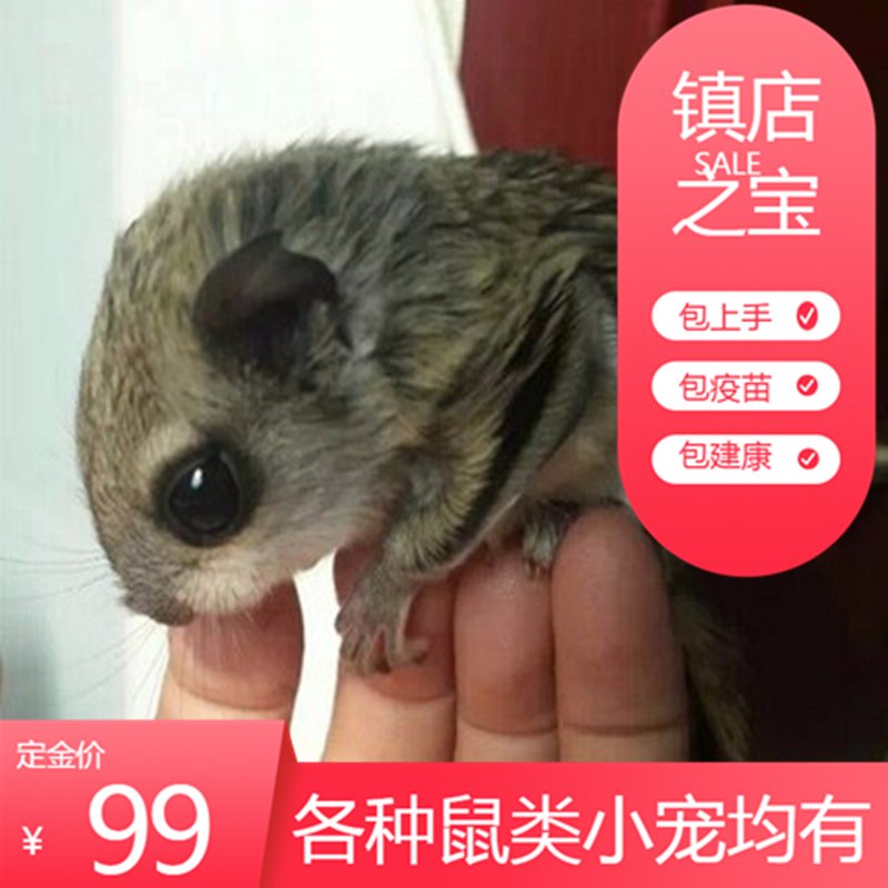 龙猫活体幼崽迷你飞鼠_大眼飞鼠幼崽养殖小飞鼠活体日本飞鼠幼鼠小