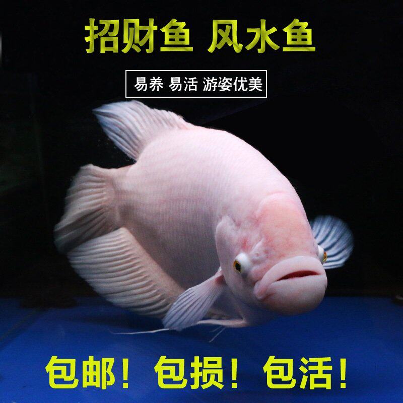 热销招财鱼 活体 战船_黑眼红眼招财鱼风水发财鱼古代战船红尾热带中