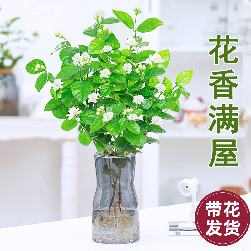 水培茉莉花盆栽室内绿植花卉易活四季开花水培养植物阳台好养花