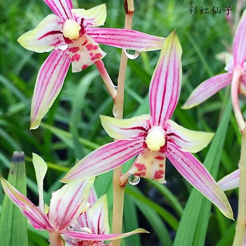 兰花彩虹仙子建兰四季兰花苗带夏秋花苞好养绿植名贵盆d栽线艺浓