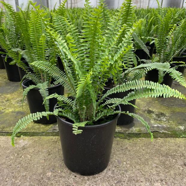 波斯顿蕨盆栽排草肾蕨室内阳台盆栽绿植观叶蕨类植物净化空气