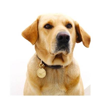 狗项链挂脖宠物饰品狗狗装饰品项圈可调节i拉布拉多柴犬脖圈大型