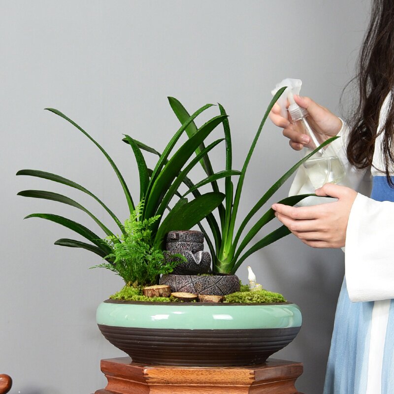 君子兰盆栽客厅办公盆景兰花绿植观花观叶植物花卉防辐射四季常青