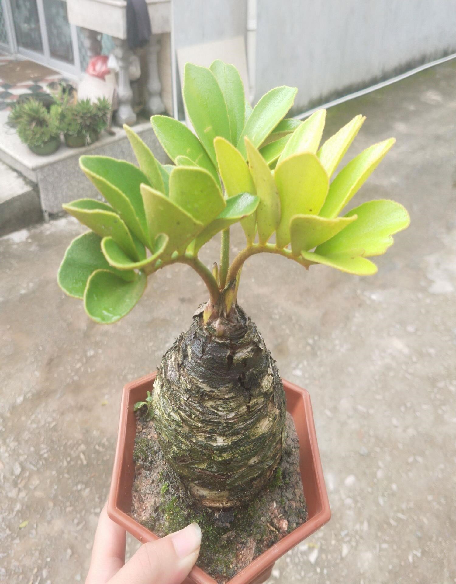 热销墨西哥铁树