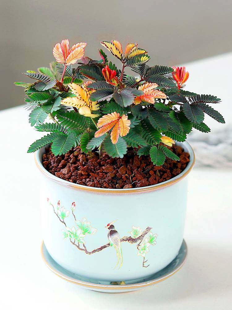 想要养殖含羞草,可以用疏松肥沃透气和排水良好的重壤土进行种养养护