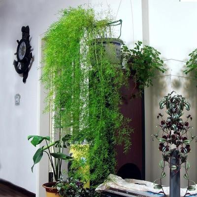 往下垂吊的c四季长青天门冬武竹丝