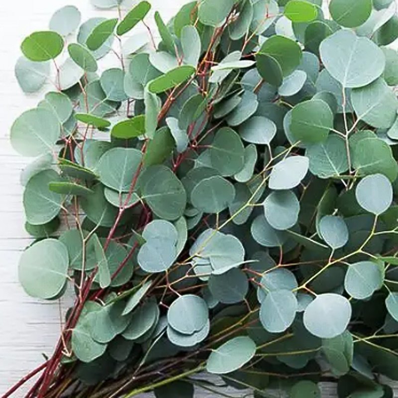 银水滴尤加叶多花桉尤加利叶花园阳台ins风多年生易养绿植盆栽