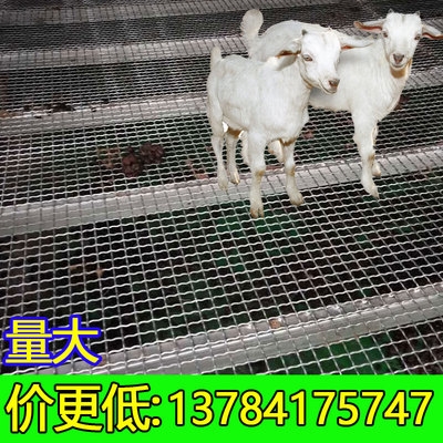 羊床钢丝网漏粪养殖羊床养羊用羊床钢网鸡鸭鹅漏粪围栏网编织筛网图片