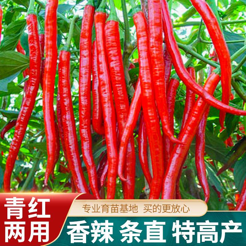 红金条线椒种子高产辣椒种籽种苗青椒二荆条干椒菜南方秋春季四季