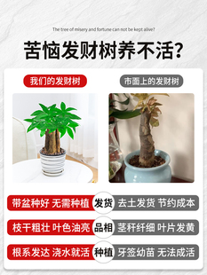 发财树小盆栽室内绿植花卉四季长青水培植物绿萝办公室桌面好养活