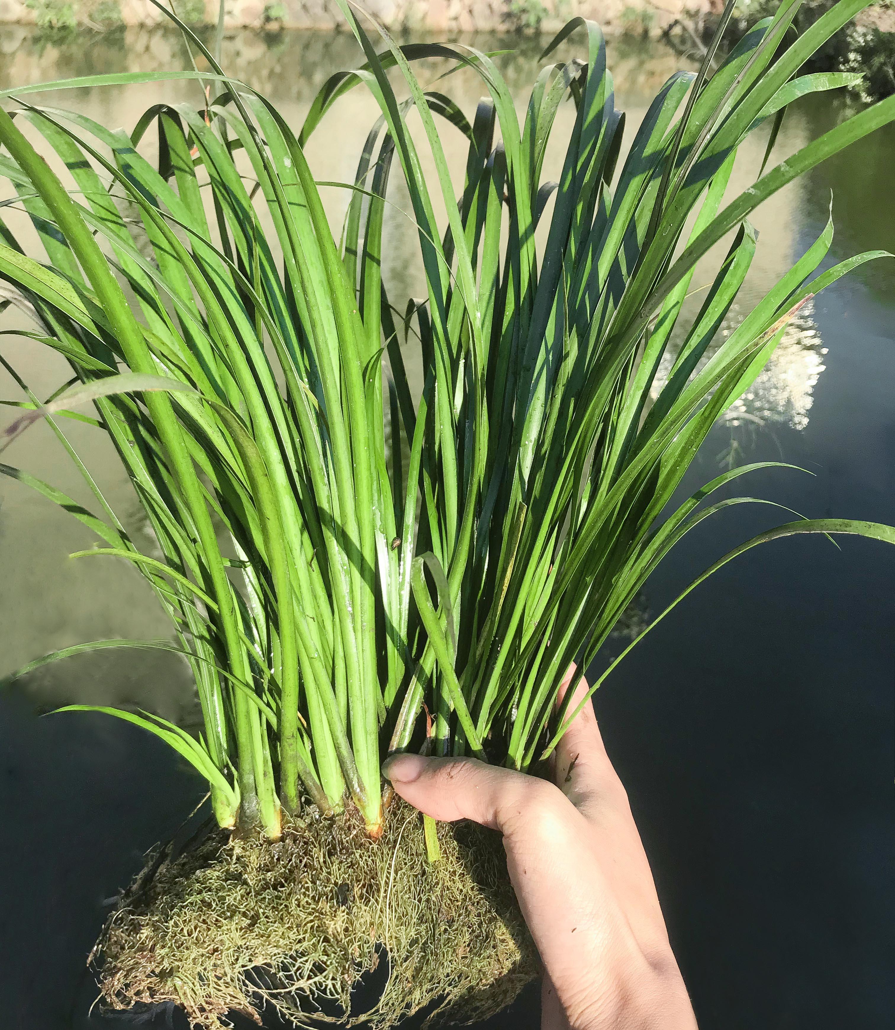 石菖蒲水培盆景草附龙u根苗鱼缸生养龟挺水培草水养老桩盆栽绿植