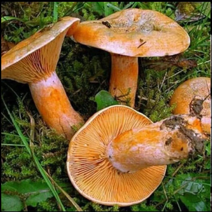 黄碟花菌包湖南青碟花菌新妍高产的新种子发出食用菌人工种植菌包