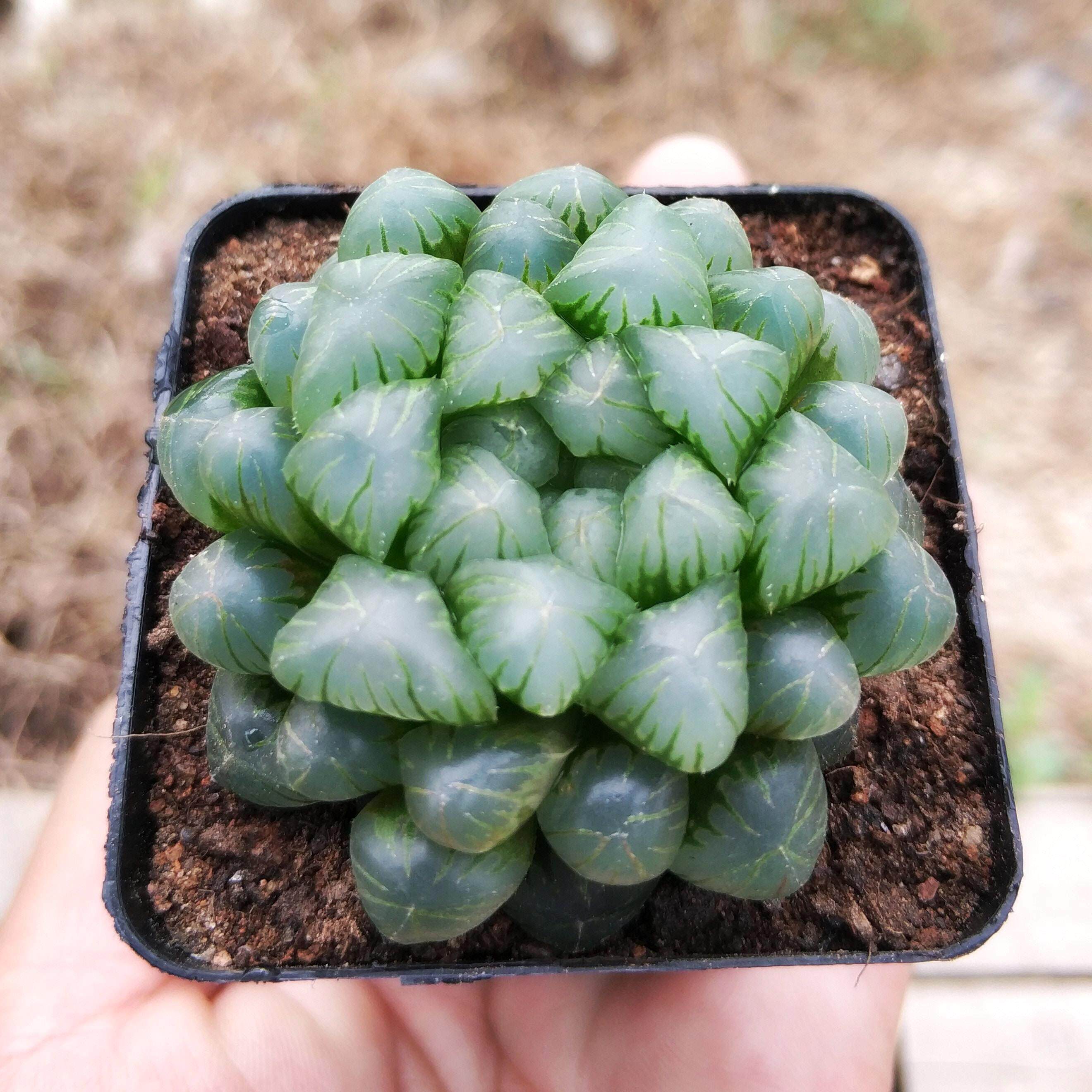 玉露多肉植物透明大额优惠券