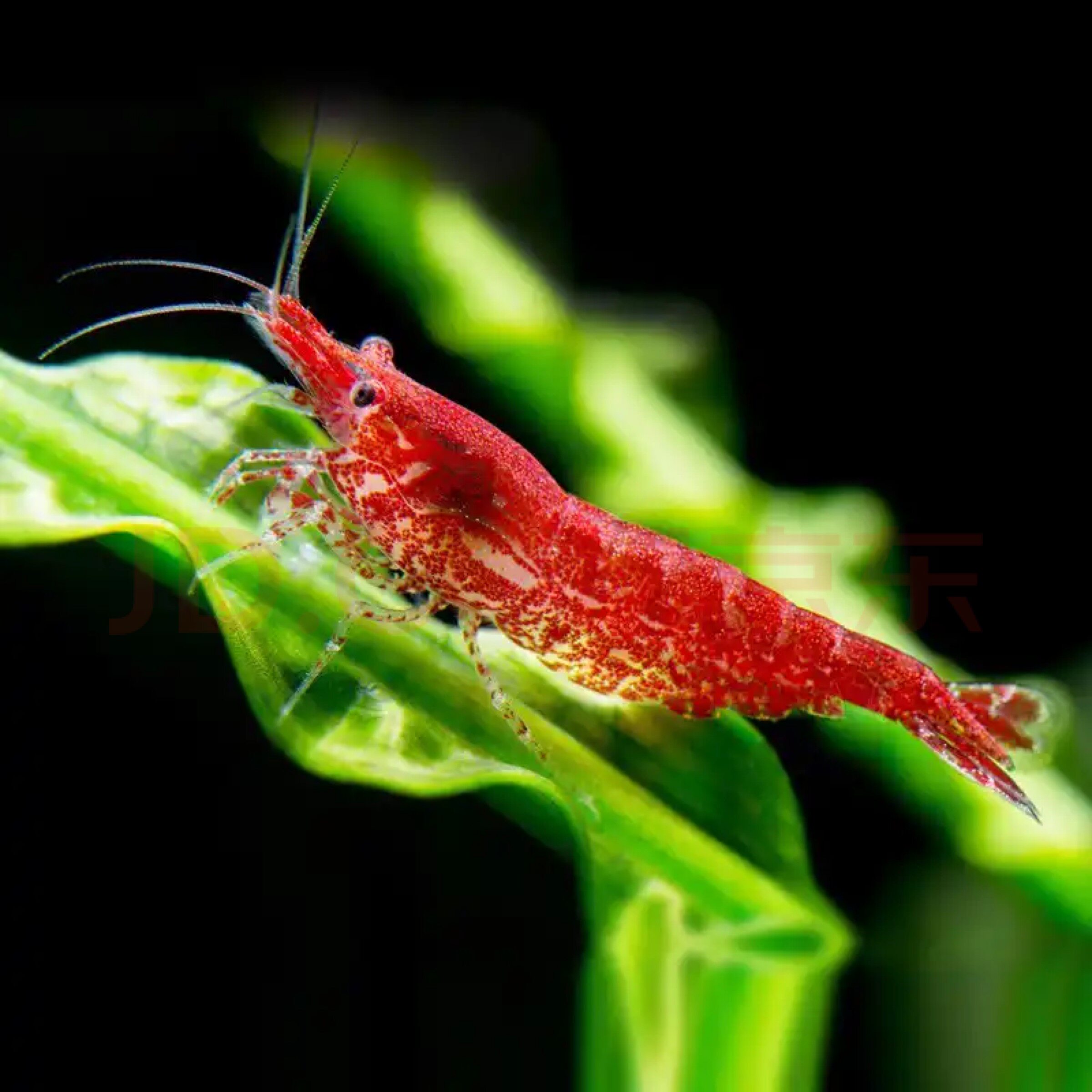 免邮观赏活体虾