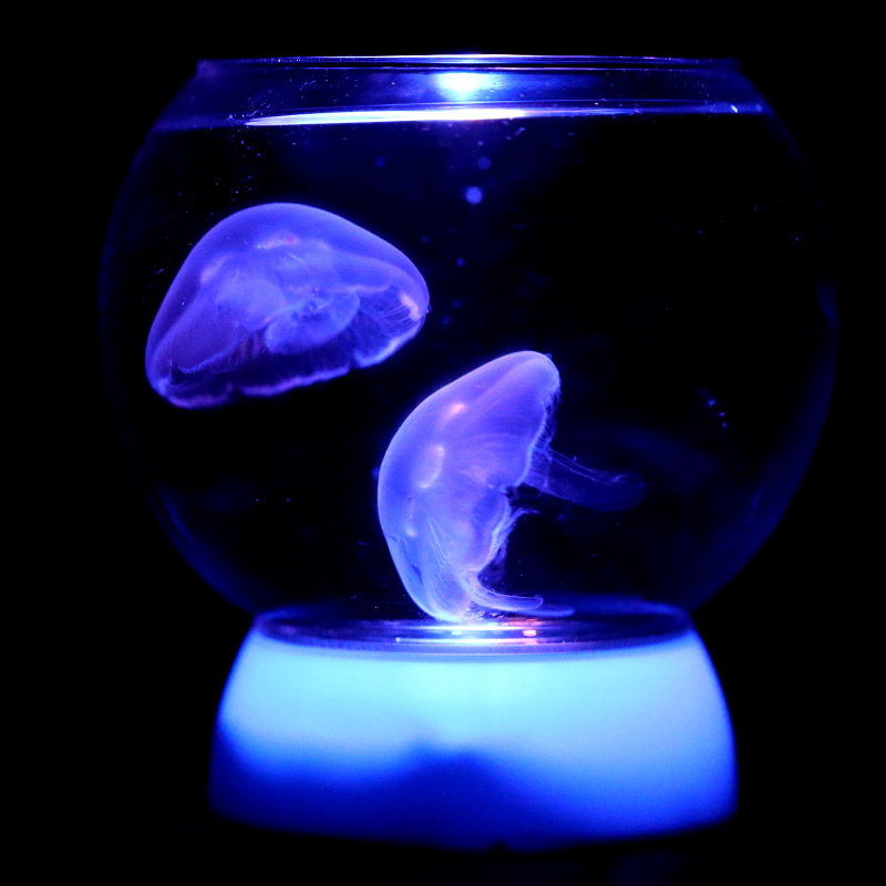 赤月海月b活物好养小型缸小水母