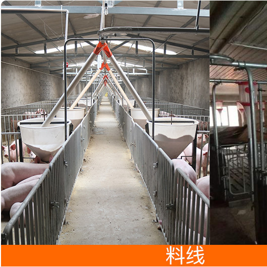 新猪场料线保育猪场自动r化喂料设备育肥猪料线喂猪设备自动送料