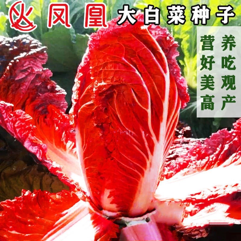 火凤凰红白菜种子红白菜籽抗病高产高钙橘红心白菜农家大田易种植