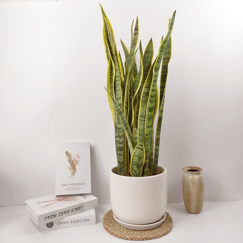 大金边虎皮兰室内新房吸甲醛植物净化空气大型专用大绿植盆栽客厅