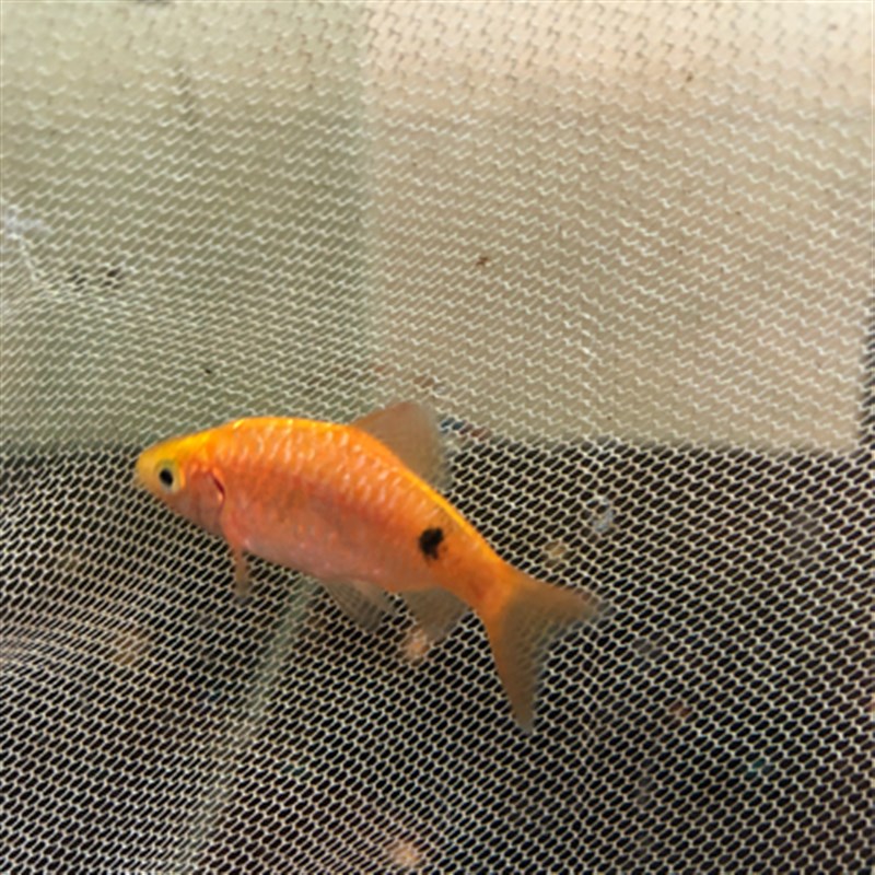 06 16月销0件新水观赏鱼金元宝不p加温闯新鲫鱼玫瑰鲫相关阅读樱桃