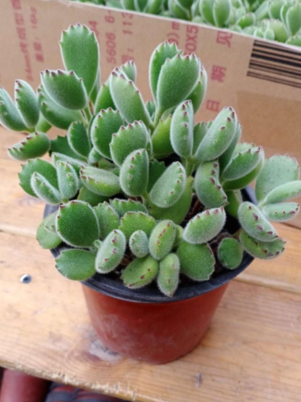 熊掌多肉植物熊童子图片