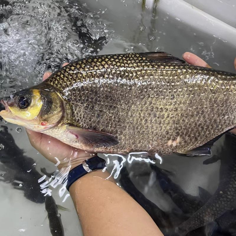 鳊鱼新鲜武昌鱼淡水鱼鲜活鳊鱼扁鱼新鲜湖北宜昌水库鱼直发包邮