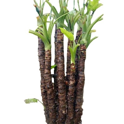 耐阴耐旱滴水观音盆栽去甲t醇霸王芋室内水养植物好养的花懒人易
