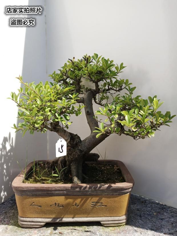 中型盆景树桩精品图片