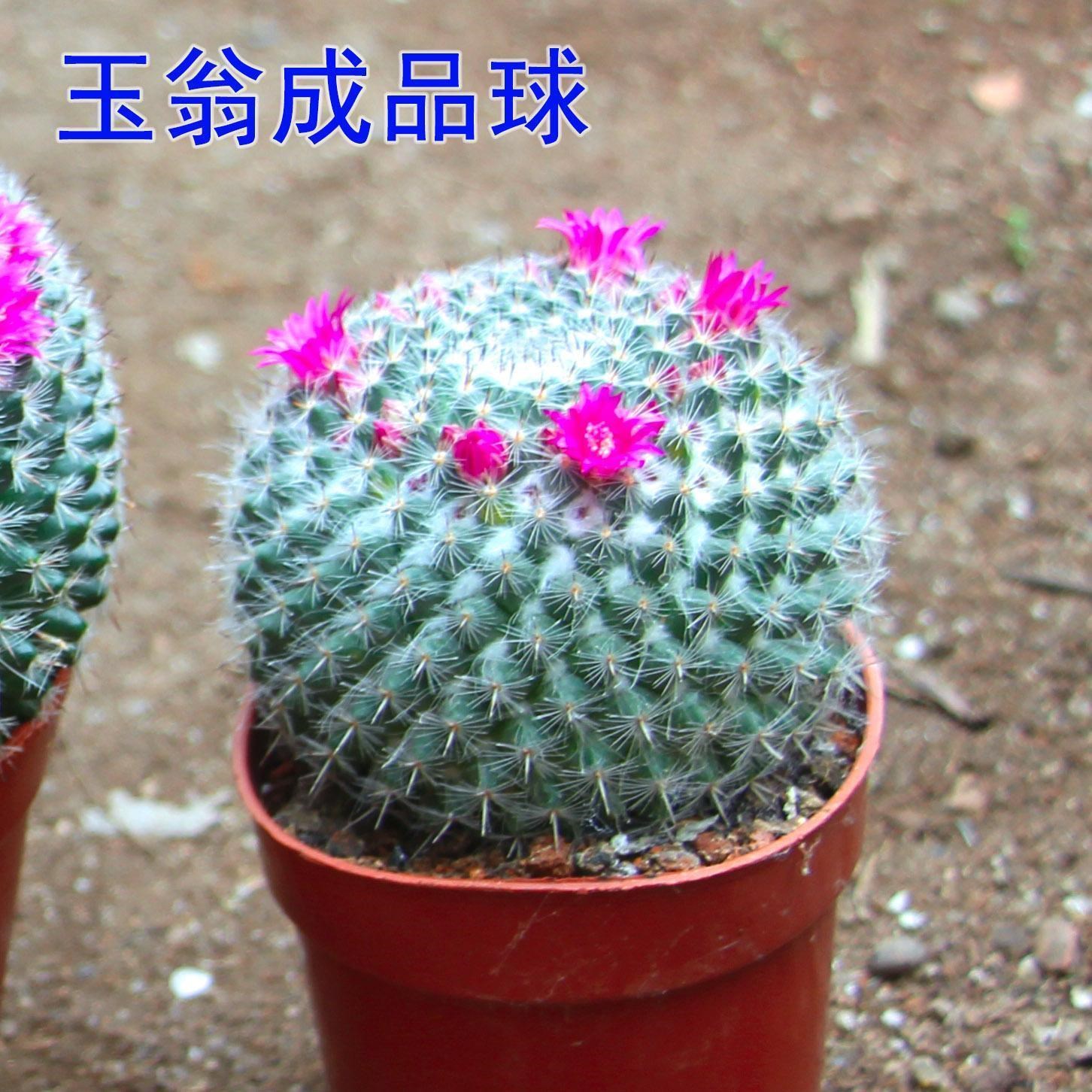 玉翁仙人球多肉植物超大颗多年实生球玉内阳台好养多肉多季节开花