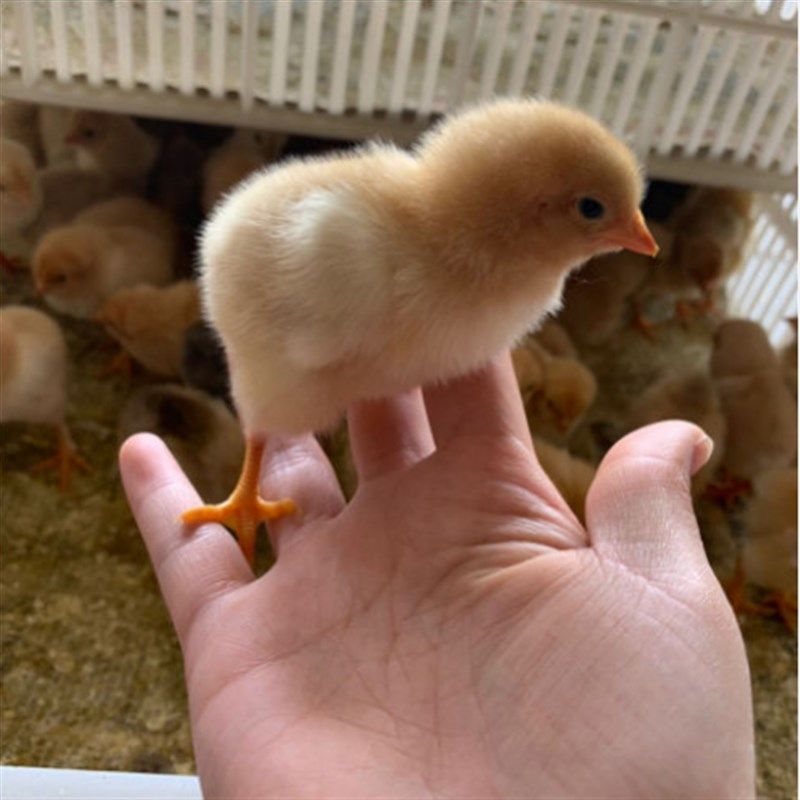 一折土鸡苗 三黄鸡_20只小鸡苗活体蛋鸡土鸡草w鸡九斤红毛公鸡苗黑鸡