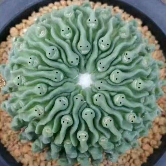 蝌蚪球精子球无刺仙人球多棱玉精品变异植物室内外萌趣多肉盆栽