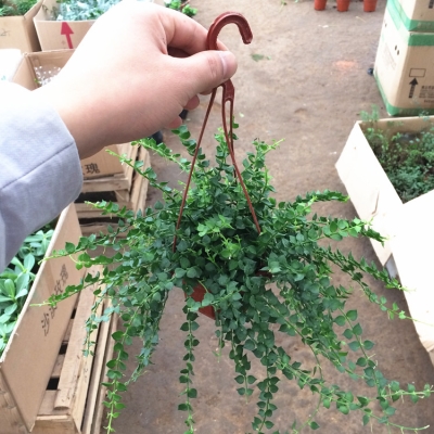 新品百万心吊兰串钱藤纽扣玉吊篮观叶植物盆栽x易养耐阴旱常绿花
