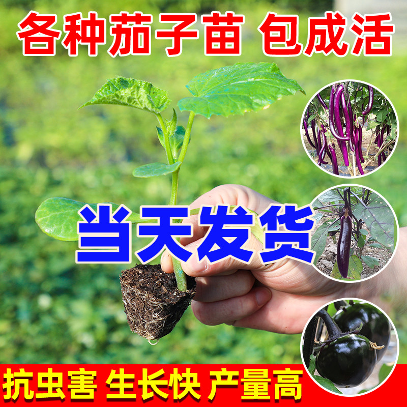 茄子苗蔬菜苗幼苗秧苗黑贵人紫长茄苗种籽线茄孑圆茄种苗阳台盆栽