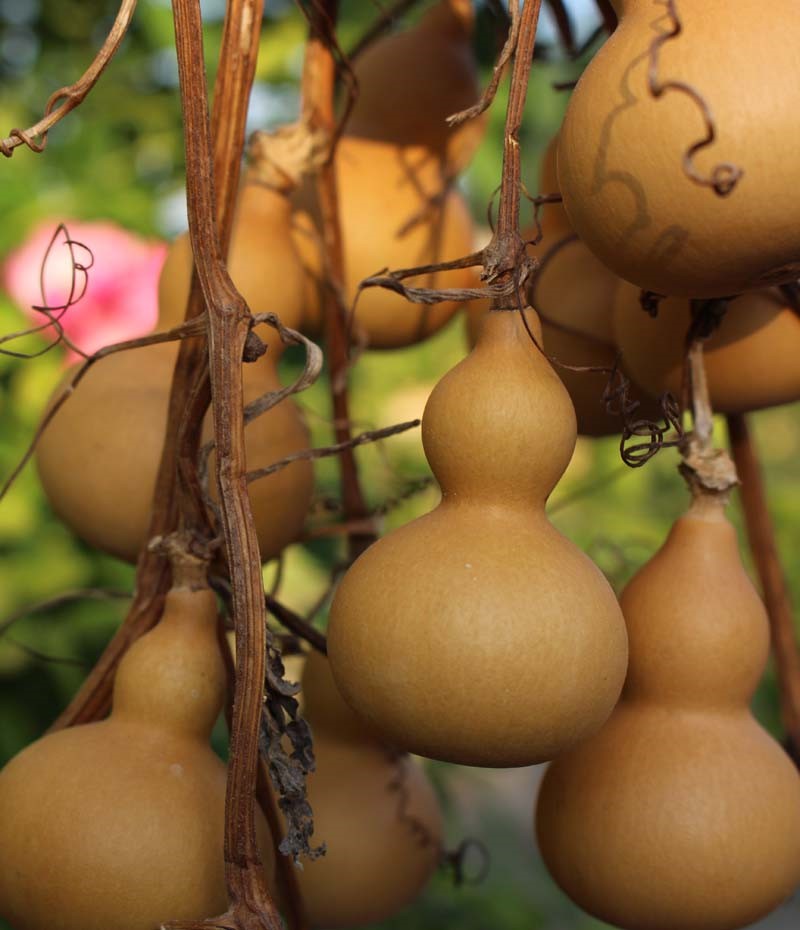 连藤连枝葫芦图片