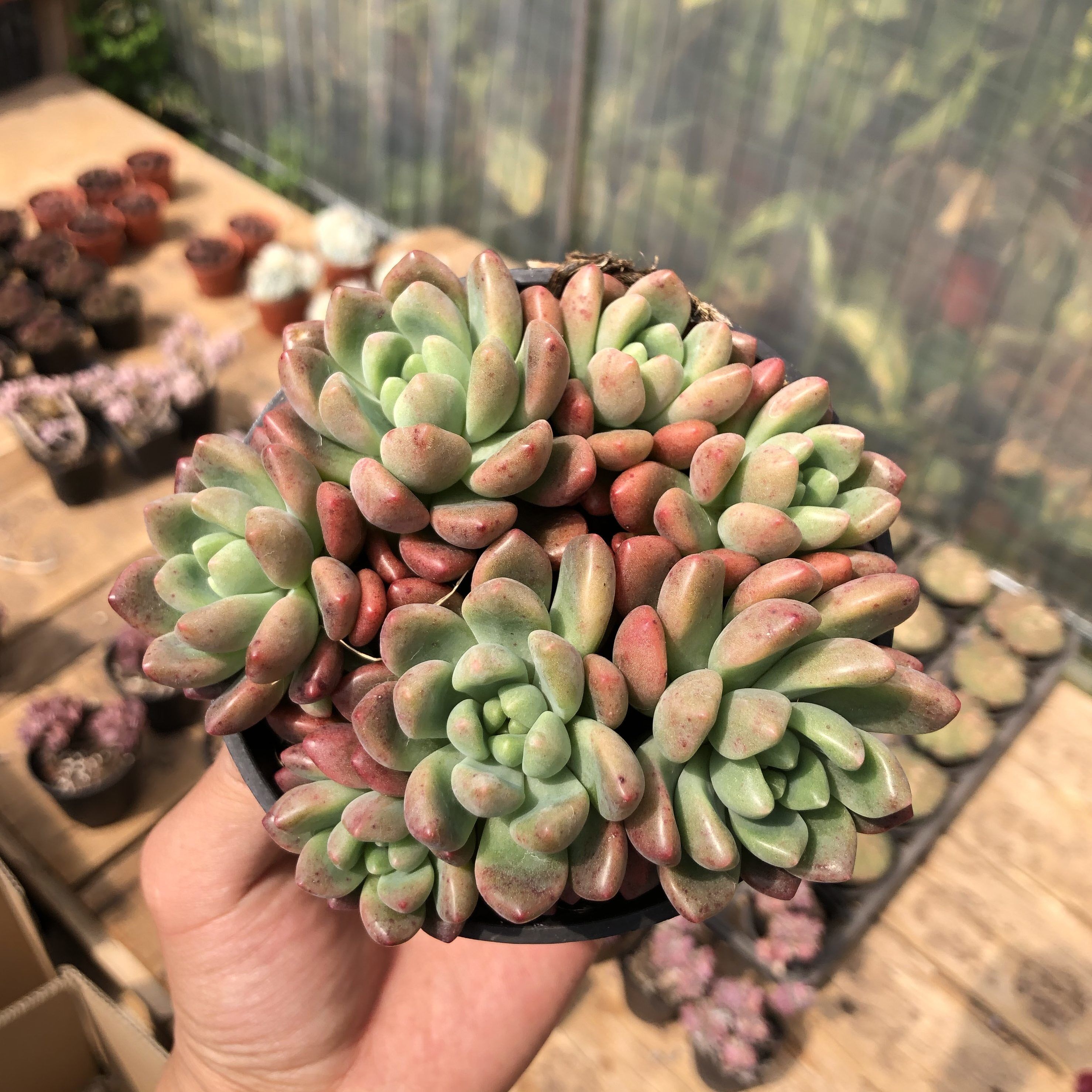 香奈儿稀有精品多肉植物 室内花卉绿植盆栽小贵货多肉