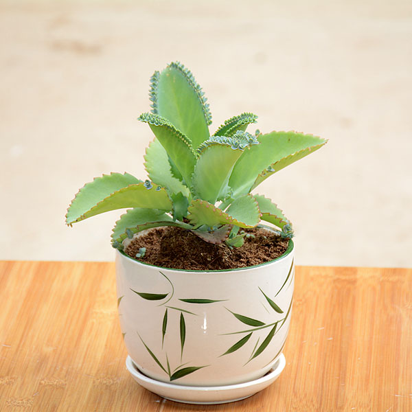 特价宽叶不死鸟