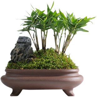 姬竹盆景屋久岛竹四国矮竹小微盆栽迷你竹子x常青绿植好养