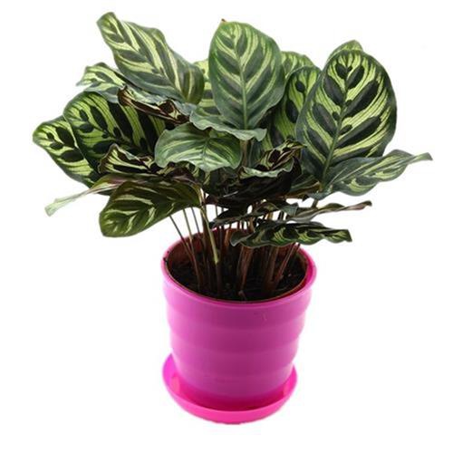 双线红美丽竹芋小盆栽植物室内透气红陶盆好养网红绿植花卉好养